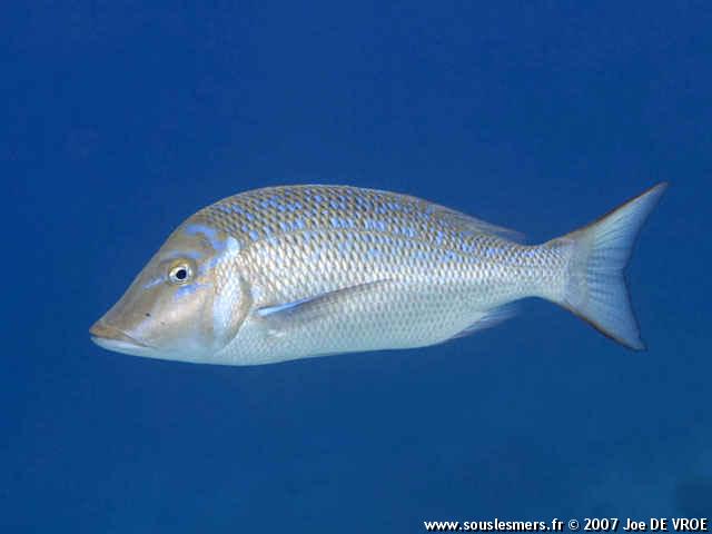 Lethrinus nebulosus - bec de cane bleuté Lethrinus nebulosus - bec de cane bleuté