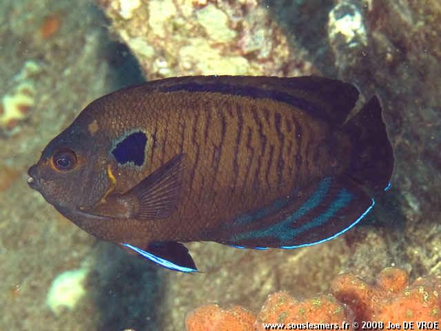 Centropyge multispinis - poisson-ange nain brun Centropyge multispinis - poisson-ange nain brun