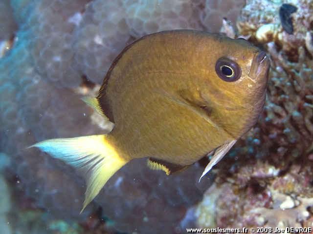 Chromis pembae - castagnole de Pemba Chromis pembae - castagnole de Pemba
