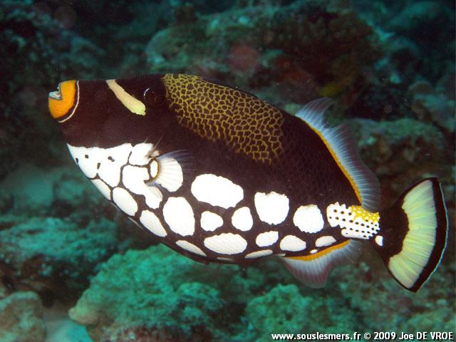 Balistoides conspicillum - baliste-clown Balistoides conspicillum - baliste-clown
