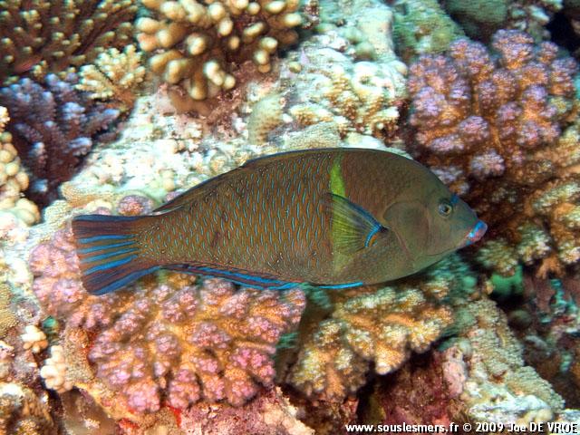 Anampses caeruleopunctatus - labre constellé Anampses caeruleopunctatus - labre constellé
