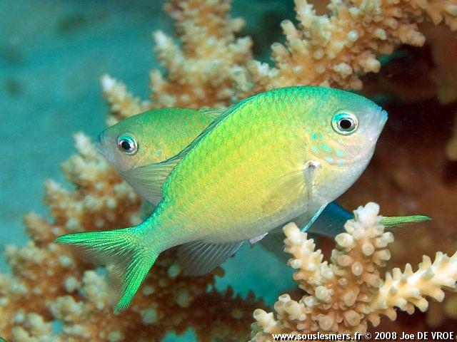 Chromis viridis - chromis bleu-vert Chromis viridis - chromis bleu-vert