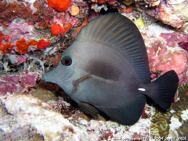 Zebrasoma scopas - chirurgien-voile brun Zebrasoma scopas - chirurgien-voile brun