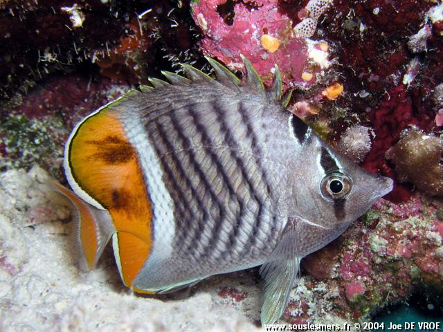 Chaetodon madagaskariensis - chétodon à damiers Chaetodon madagaskariensis - chétodon à damiers