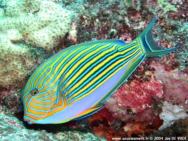 Acanthurus lineatus - chirurgien clown Acanthurus lineatus - chirurgien clown