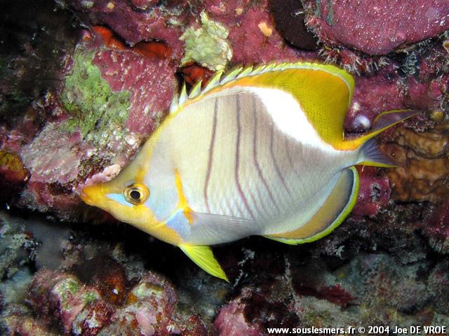 Chaetodon xanthocephalus - poisson-papillon à tête jaune Chaetodon xanthocephalus - poisson-papillon à tête jaune