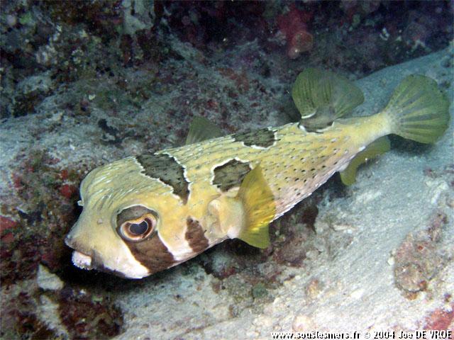 Diodon liturosus - poisson porc-épic à taches auréolées Diodon liturosus - poisson porc-épic à taches auréolées