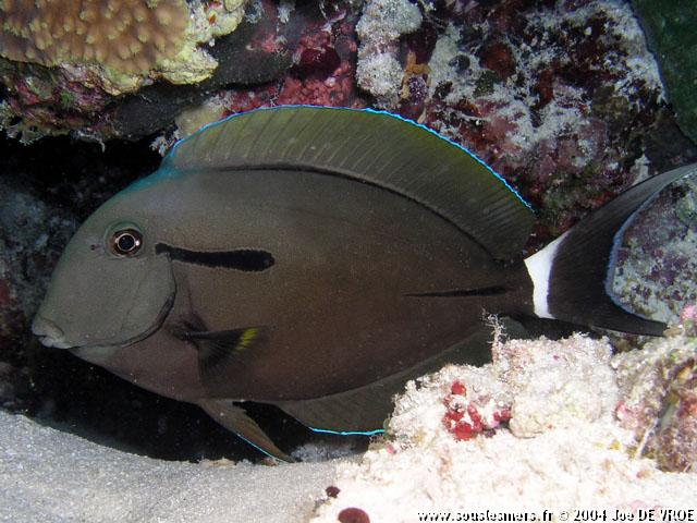 Acanthurus nigricauda - chirurgien à marque noire Acanthurus nigricauda - chirurgien à marque noire