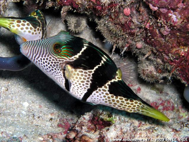 Canthigaster valentini - canthigaster à selles Canthigaster valentini - canthigaster à selles