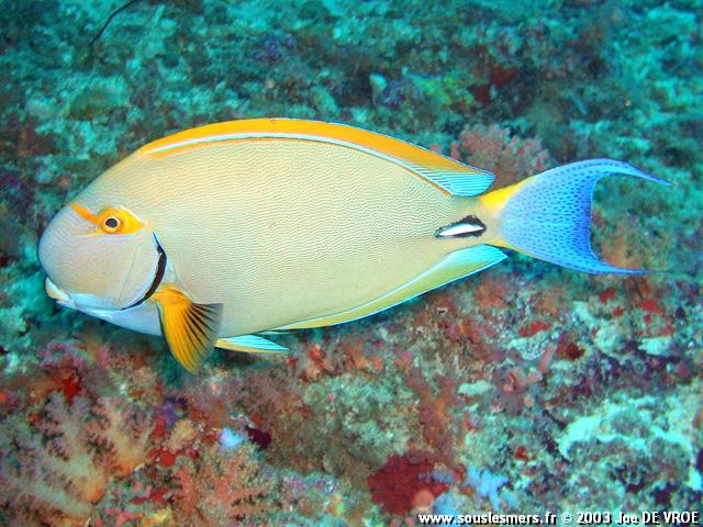 Acanthurus dussumieri - chirurgien couronné Acanthurus dussumieri - chirurgien couronné