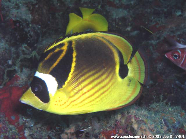 Chaetodon lunula - raton laveur Chaetodon lunula - raton laveur