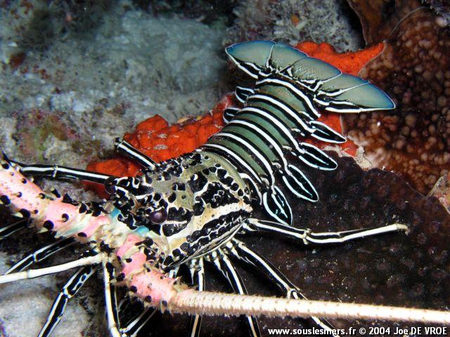 Panulirus versicolor - langouste peinte Panulirus versicolor - langouste peinte