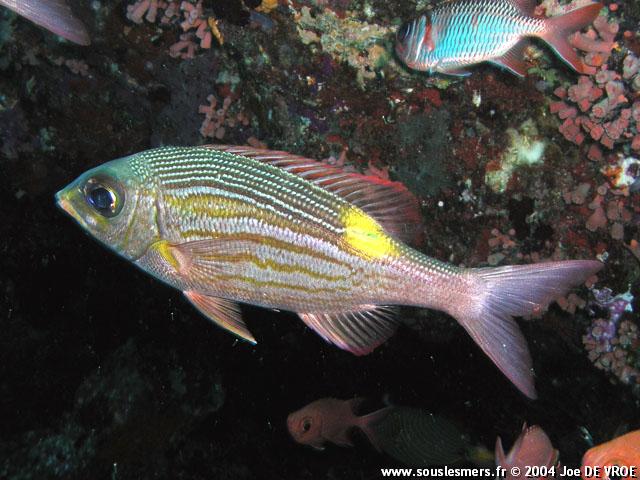 Gnathodentex aureolineatus - empereur strié Gnathodentex aureolineatus - empereur strié