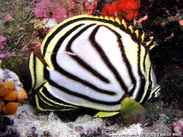 Chaetodon meyeri - poisson-papillon de meyer Chaetodon meyeri - poisson-papillon de meyer