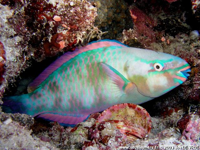 Scarus tricolor - perroquet tricolore Scarus tricolor - perroquet tricolore