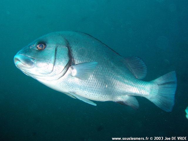 Plectorhinchus gibbosus - diagramme noir Plectorhinchus gibbosus - diagramme noir