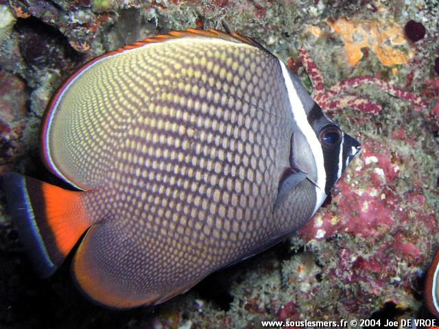 Chaetodon collare - poisson-papillon pakistanais Chaetodon collare - poisson-papillon pakistanais