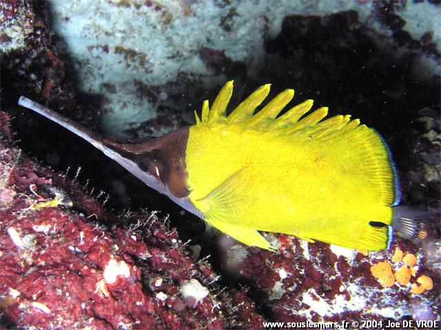 Forcipiger longirostris - poisson-pincette à long bec Forcipiger longirostris - poisson-pincette à long bec