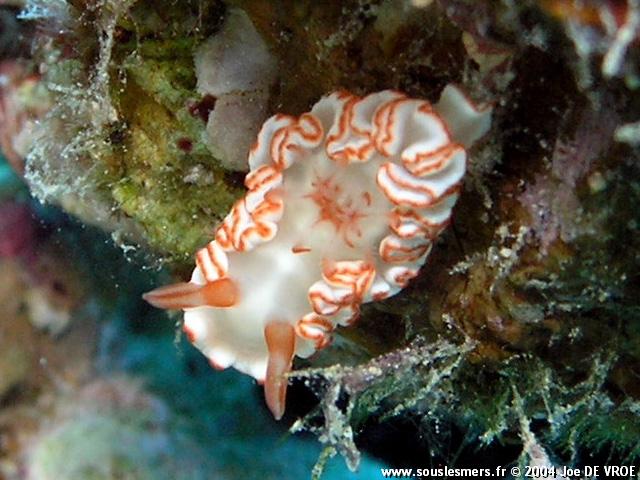 Glossodoris symmetricus - doris symétrique Glossodoris symmetricus - doris symétrique