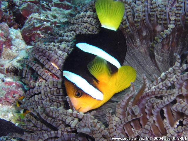 Amphiprion clarkii - poisson-clown de Clark Amphiprion clarkii - poisson-clown de Clark