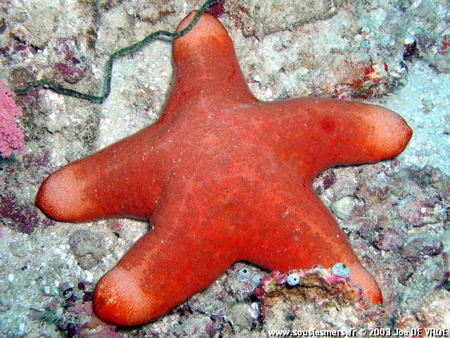 Choriaster granulatus - étoile-coussin granuleuse Choriaster granulatus - étoile-coussin granuleuse