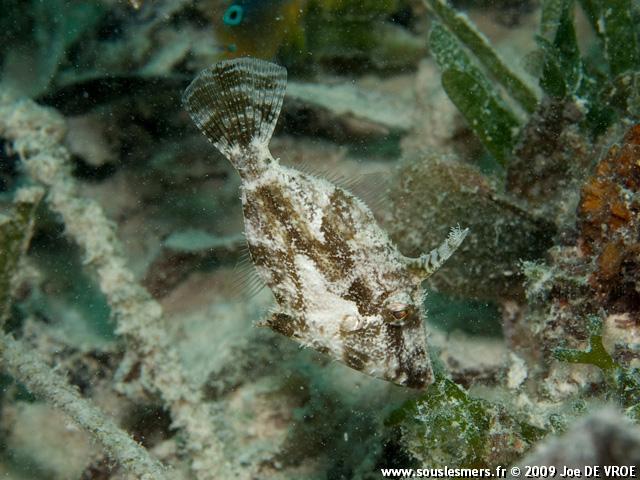 Paramonacanthus nematophorus - bourse camouflée Paramonacanthus nematophorus - bourse camouflée