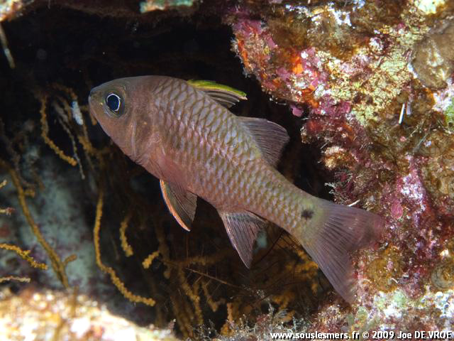 Apogon kallopterus - apogon irisé Apogon kallopterus - apogon irisé