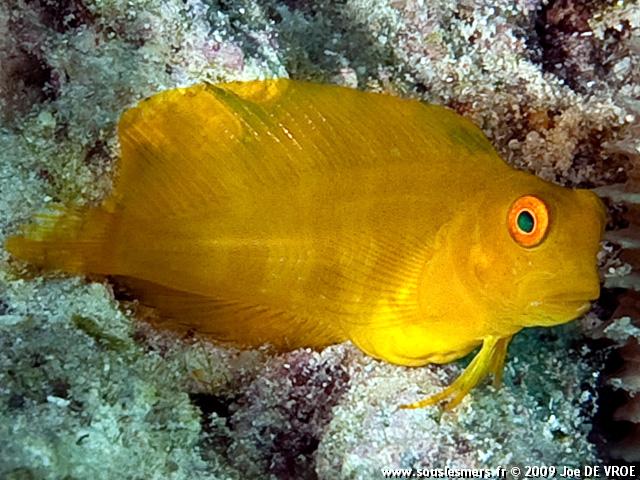 Atrosalarias fuscus fuscus - salarias brun Atrosalarias fuscus fuscus - salarias brun