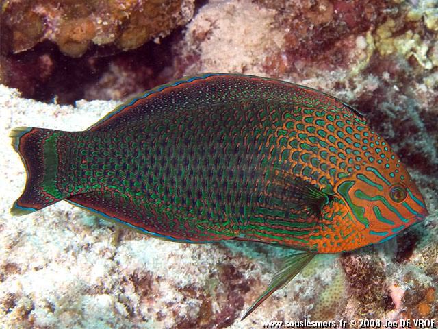Halichoeres marginatus - labre obscur Halichoeres marginatus - labre obscur
