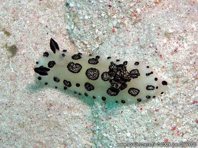 Jorunna funebris - doris funèbre Jorunna funebris - doris funèbre