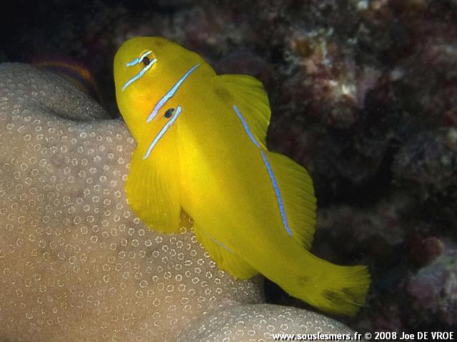 Gobiodon citrinus - gobie citron Gobiodon citrinus - gobie citron