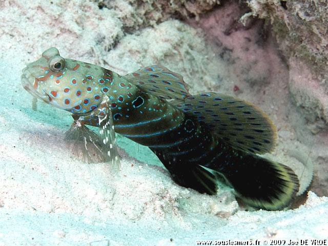 Cryptocentrus caeruleopunctatus - gobie à points bleus Cryptocentrus caeruleopunctatus - gobie à points bleus