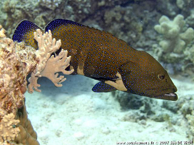 Cephalopholis argus - mérou paon Cephalopholis argus - mérou paon