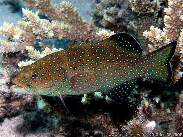 Plectropomus areolatus - mérou à caudale carrée Plectropomus areolatus - mérou à caudale carrée