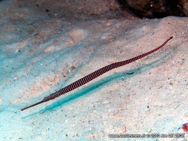 Doryrhamphus multiannulatus - syngnathe annelé Doryrhamphus multiannulatus - syngnathe annelé