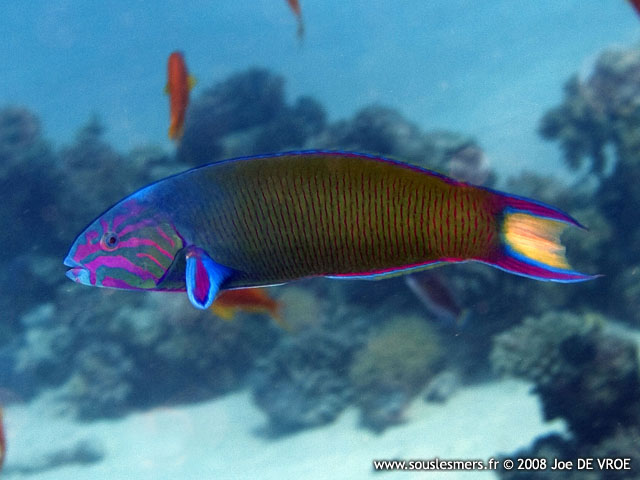 Thalassoma lunare - girelle verte Thalassoma lunare - girelle verte
