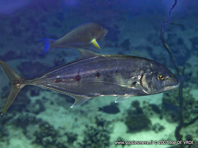 Carangoides fulvoguttatus - carangue pailletée Carangoides fulvoguttatus - carangue pailletée