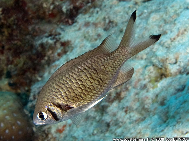 Chromis weberi - chromis de Weber Chromis weberi - chromis de Weber