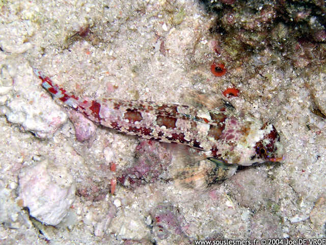 Synchiropus stellatus - dragonnet étoilé Synchiropus stellatus - dragonnet étoilé