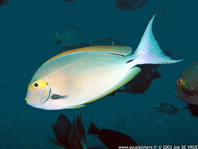 Acanthurus mata - chirurgien à queue blanche Acanthurus mata - chirurgien à queue blanche