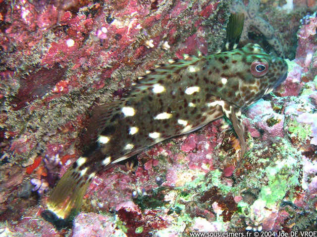 Cirrhitus pinnulatus - épervier de corail Cirrhitus pinnulatus - épervier de corail