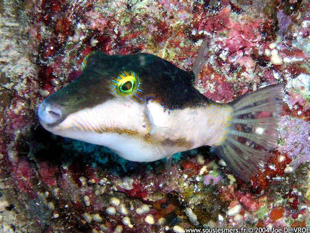 Canthigaster smithae - canthigaster bicolore Canthigaster smithae - canthigaster bicolore