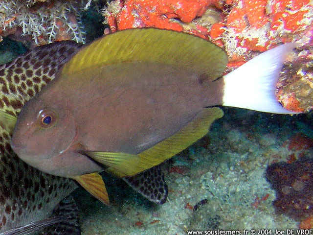 Acanthurus thompsoni - chirurgien de Thompson Acanthurus thompsoni - chirurgien de Thompson