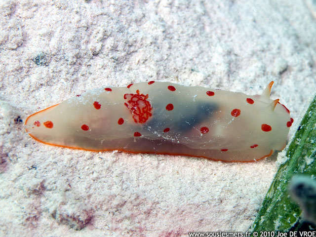Gymnodoris ceylonica - gymnodoris de Ceylan Gymnodoris ceylonica - gymnodoris de Ceylan