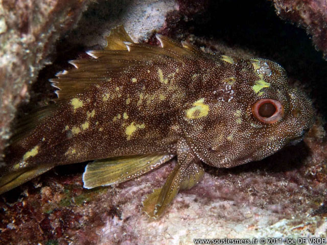 Sebastapistes cyanostigma - rascasse de corail Sebastapistes cyanostigma - rascasse de corail