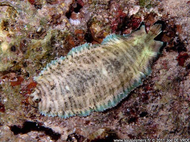 Soleichthys heterorhinos - sole striée Soleichthys heterorhinos - sole striée