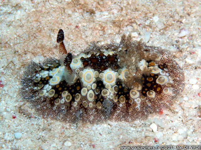 Hoplodoris estrelyado - doris étoilée Hoplodoris estrelyado - doris étoilée