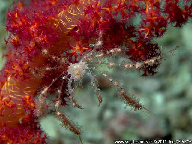 Achaeus spinosus - araignée de mer épineuse Achaeus spinosus - araignée de mer épineuse