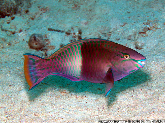 Scarus fuscopurpureus - perroquet mauve Scarus fuscopurpureus - perroquet mauve