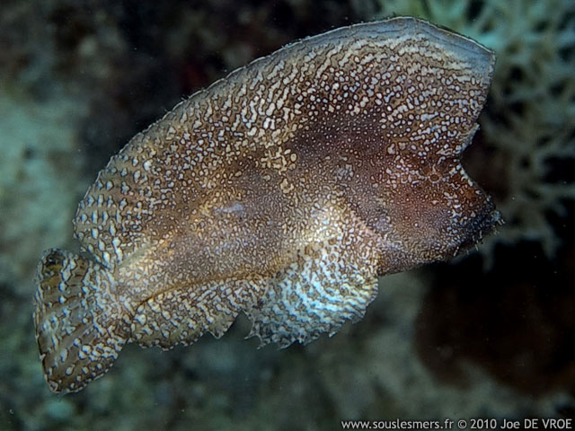 Ptarmus gallus - poisson-velours à crête Ptarmus gallus - poisson-velours à crête